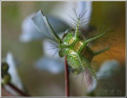 poisonous caterpillar