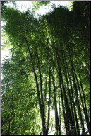 wild chinese bamboo forest