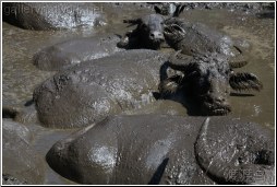 muddy water buffalo
