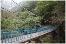 suspension bridge - 渡渡鸟 .