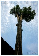 Cypress Tree - Tony Mu