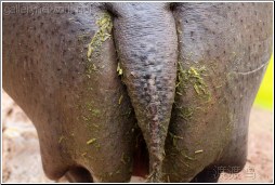 hippo butt