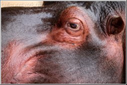 hippopotamus eye 