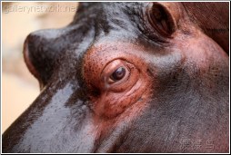 hippopotamus portrait