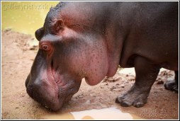 mud hippo