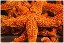 roasted starfish