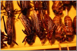 locust and cicada bugs