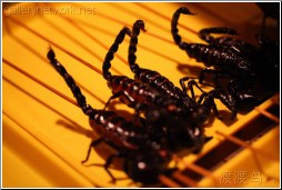 black scorpion stinger