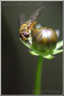 syrphid fly on bud