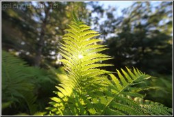 fern backlight