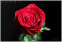 red rose top