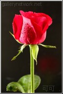 tall red rose
