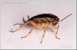 household cockroach
