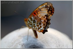 posing butterfly