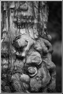 old tree knots