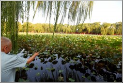 fishing in the lotus forest