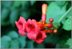 red trumpet flower