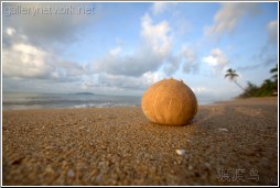 coconut washed up