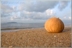 lonesome coconut