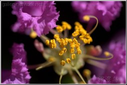 purple pollen cluster