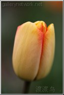 yellow red tulip