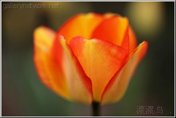 yellow orange tulip