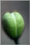 green poppy bud