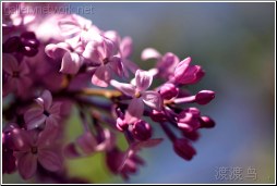 pink purple tree flower