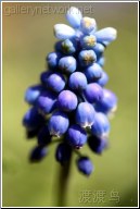 blue mini flower