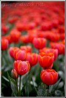 beijing tulips