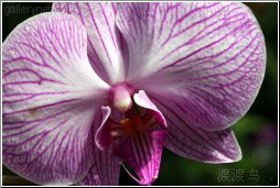 white orchid with purple