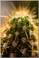 cactus spike closeup