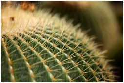 round cactus head