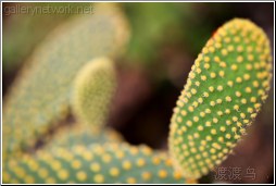 green cactus bud