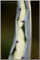 Thorny leaf