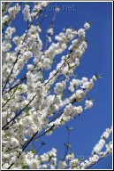 white tree flowers