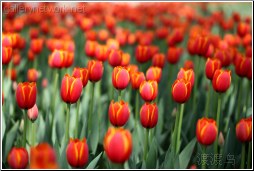 red tulip forest