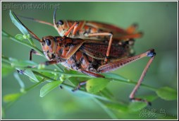 grasshopper mating