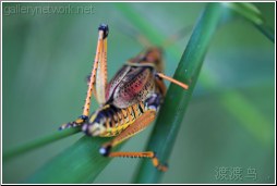lubber grasshopper legs