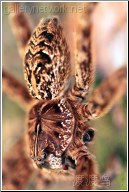 big hairy spider