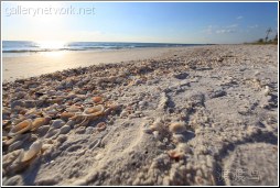 florida sea shells