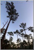 everglades pine tree