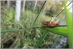 grasshoppers eye view