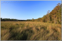 swamp field