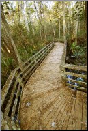 swampy boardwalk