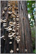 tree fungi