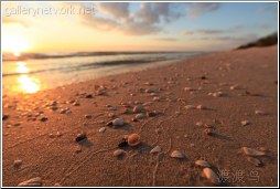 florida seashells sunset