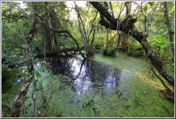 black swamp water