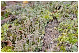 lichen mini forest