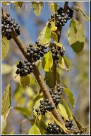 tree black berries